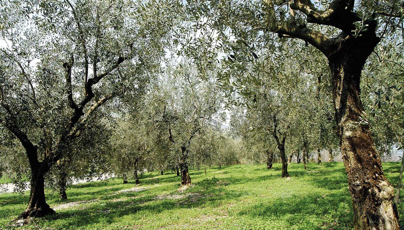 Esperienza e tradizione a tavola