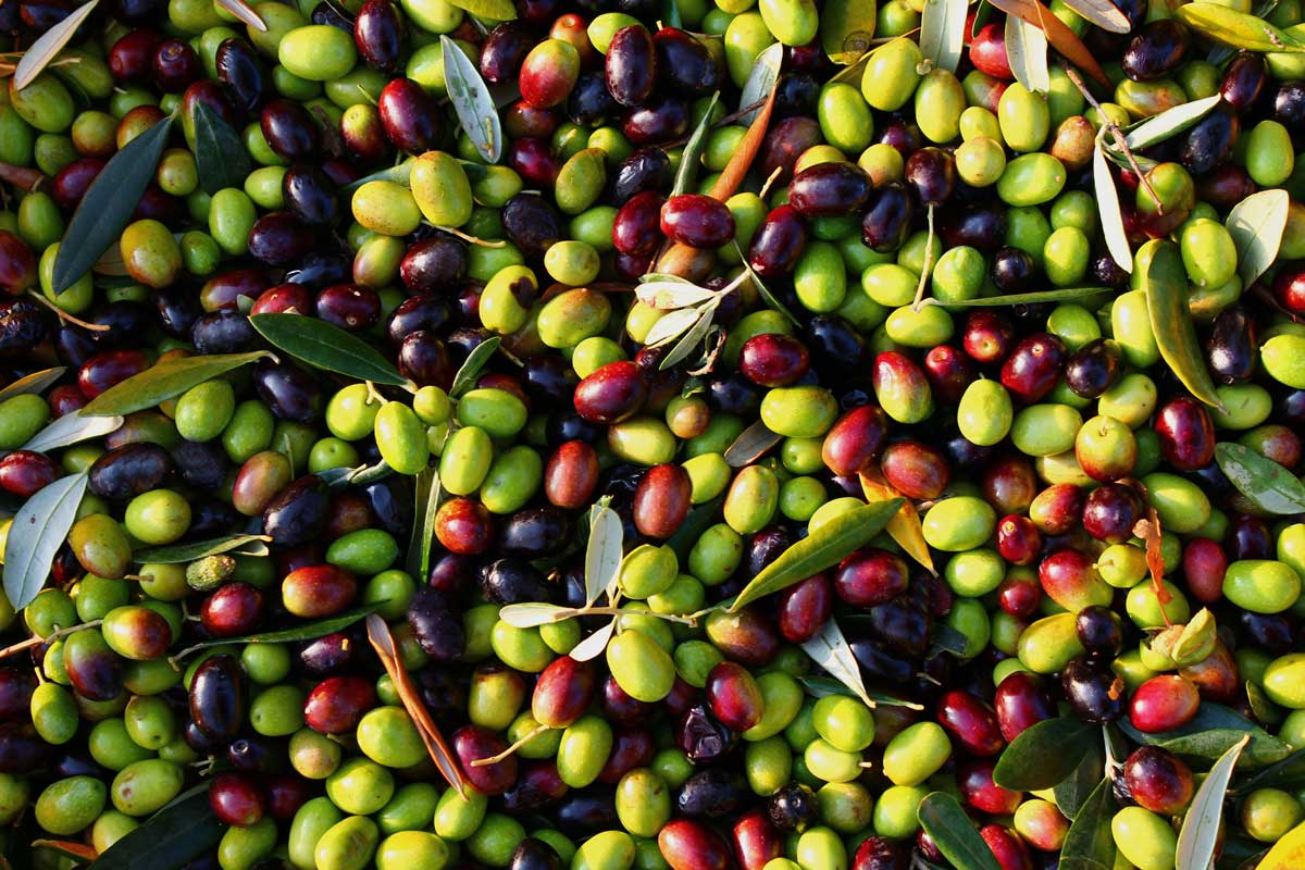 La vera natura dell'olio extra vergine di oliva